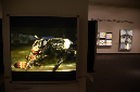 Wasp_exhibition__DSC3486